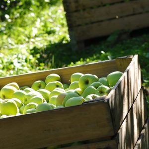 Producteurs de pommes François Doucet